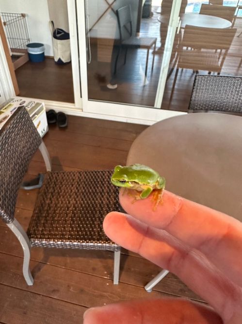 カエル